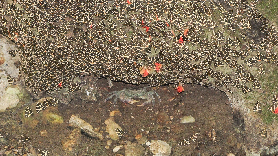 A Pillangók völgye - Rák pillangókra vár